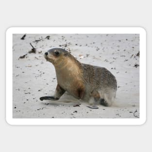 Seal pup running on the beach on Kangaroo Island in South Australia Sticker